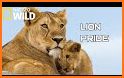 Lion’s Pride related image