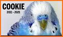 Cookie Birds related image