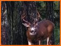 Blacktail Hunter related image