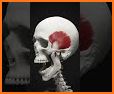 Skull, Teeth & TMJ related image