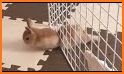 Delightful Bunny Escape related image