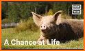 Farm Animal Rescue related image