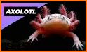 Axolotl Pet for MCPE related image