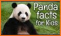 Panda English related image