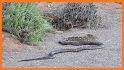 Snake Battle related image