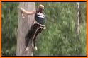 Log-climber related image