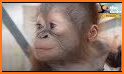Orangutan Rescue Free related image