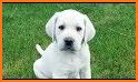 White Labs related image