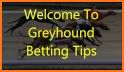 Sports betting tips - Top Dogs related image