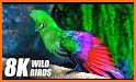 Wild Animals for Chromecast TV related image