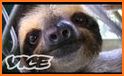 Sweet Sloth related image