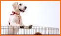 My Puppy Care Pet Dog House related image