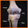 Orthopedic Anatomy related image