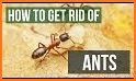 Ant Control related image