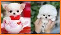 Cute Teacup Puppie Keyboard Background related image
