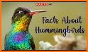 The Hummingbird related image