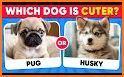 Pet Trivia Mansion related image