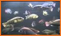 Fishes and Frogs Live Wallpaper related image