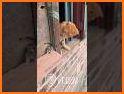 Mouse Chasing related image