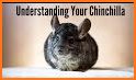Chinchilla Sounds related image