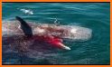 Expedition White Shark related image