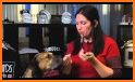 Dog Whistle - High Frequency Dog Trainer related image