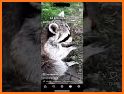 Mischievous Raccoon Escape related image