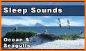 Seagull Sounds related image