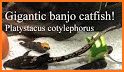 Banjo Catfish related image