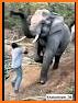Elephant Rush related image