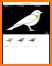 Warbler Guide App related image