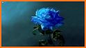 Beautiful Blue Rose. related image