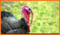 Turkey hunting calls: Hunting sounds Mating calls. related image