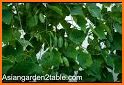 ivy gourd related image