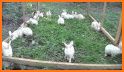 Rabbit Farm Run related image