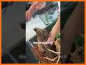 Reptiles related image