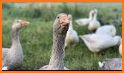Crowd Farm Goose Download Now related image