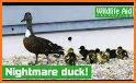 Newborn Baby Duck - Family Rescue story related image