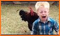 Talking Rooster: Funny Chicken Games 2021 related image