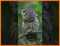 Barred Owl related image