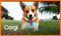 Corgi related image