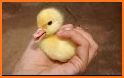 Ducky Duck related image