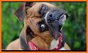 Dog Whistle - High Frequency Tone Dog Trainer related image