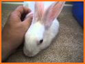 Easter Bunny Smiles Watch related image