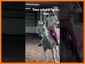 Easy Horse Rider related image