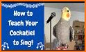 Singing to tame your cockatiel related image