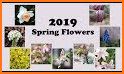 Spring Flowers 2019 related image