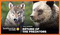 Yellowstone Wolves 2022 related image
