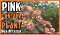 Plant Identification - Plant, Leaf, Flower related image