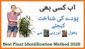 Plant Identification - Plant, Leaf, Flower related image